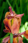 Copper iris